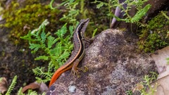 Sphenomorphus dussumieri