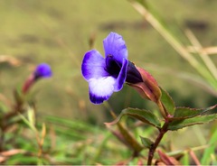 Torenia bicolor