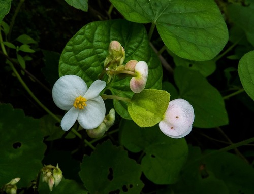 Begonia concanensis