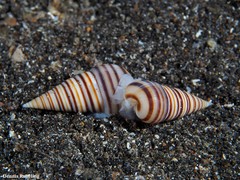 Pyramidella dolabrata