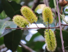 Combretum latifolium