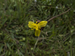 Xyris capensis