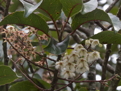 Elaeocarpus variabilis