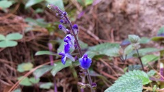 Scutellaria violacea