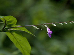 Asystasia dalzelliana