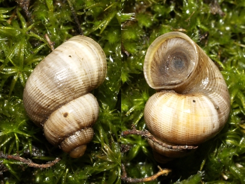 Round-mouthed Snail