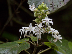 Clerodendrum infortunatum