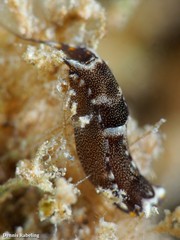 Biuve fulvipunctata