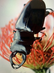 Odontolabis cuvera sinensis