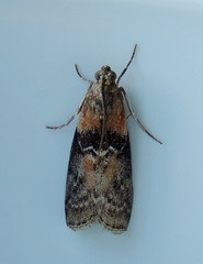 Sciota adelphella