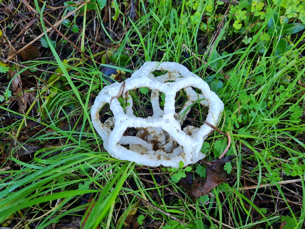 white basket fungus from Atawhai, Nelson 7010, New Zealand on June 28