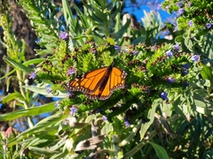 Danaus plexippus