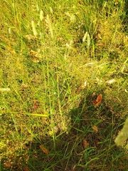 Phleum pratense nodosum