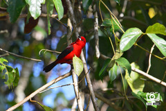 Ramphocelus bresilius