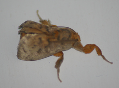 Perola subpunctata