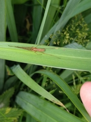 Tetragnatha