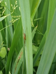 Tetragnatha
