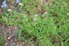 Achillea millefolium