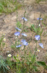 Cichorium intybus