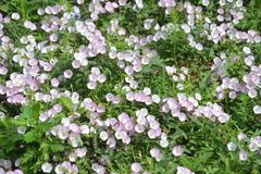 Convolvulus arvensis