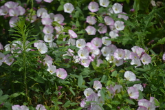 Convolvulus arvensis