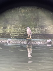 Nycticorax nycticorax