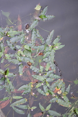 Persicaria amphibia