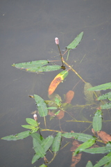 Persicaria amphibia