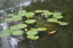 Nymphaea candida