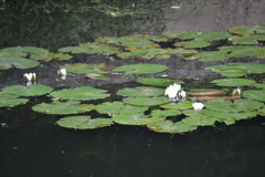 Nymphaea candida