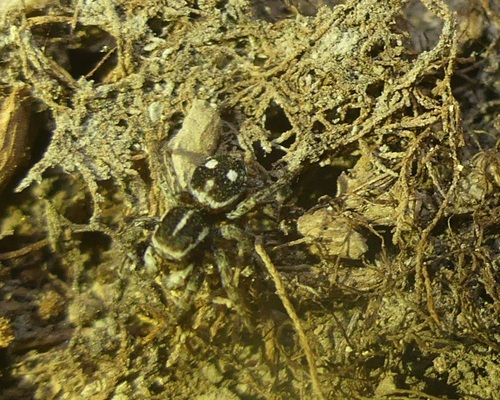 Attulus atricapillus
