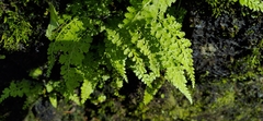 Asplenium tenuicaule