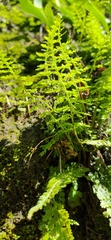 Asplenium tenuicaule