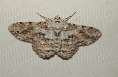 Ascotis reciprocaria