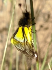 Libelloides baeticus