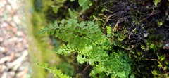 Asplenium tenuicaule