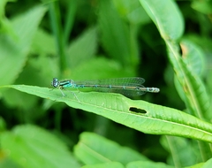 Coenagrion puella