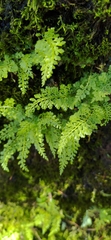 Asplenium tenuicaule