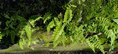 Asplenium tenuicaule