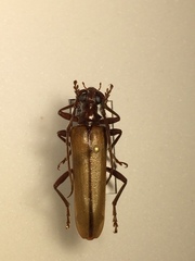 Centrodera decolorata