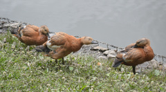 Tadorna ferruginea
