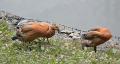 Tadorna ferruginea