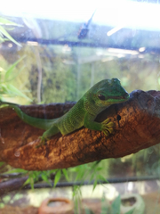 Phelsuma