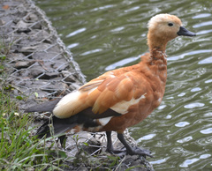 Tadorna ferruginea