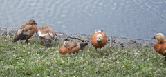 Tadorna ferruginea
