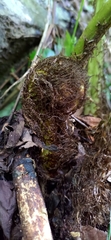 Diplazium viridissimum