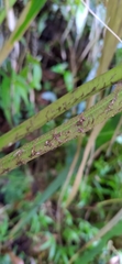 Diplazium viridissimum