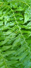 Diplazium viridissimum