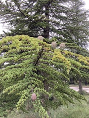 Cedrus deodara