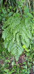 Diplazium viridissimum